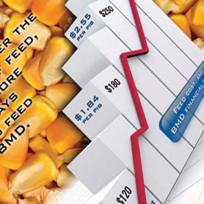 Ap Corn